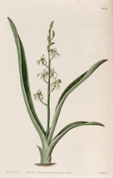 Kuva Liparis reflexasta (syn. Liparis foliosa)